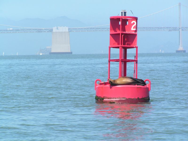 Sea lion siesta!