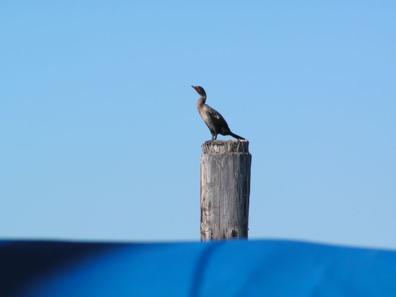 Cormorant tail.