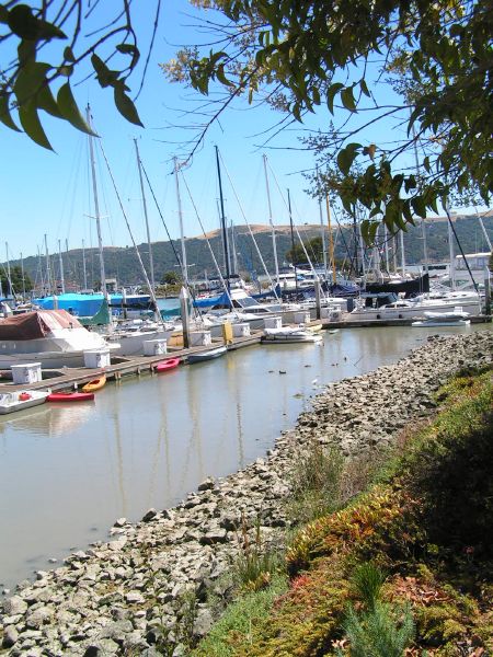 Benicia marina ...