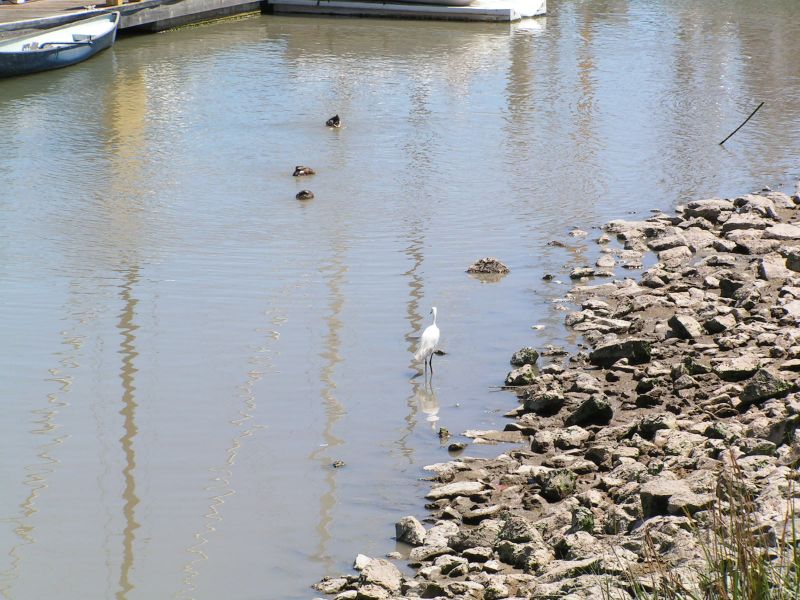 Egret guard ...