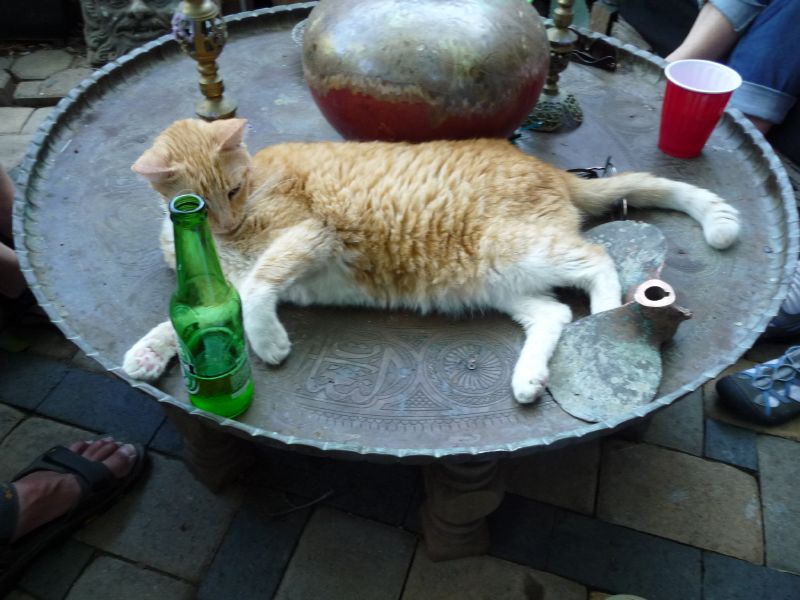 Beer cat!