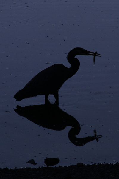 Evening Fisherman