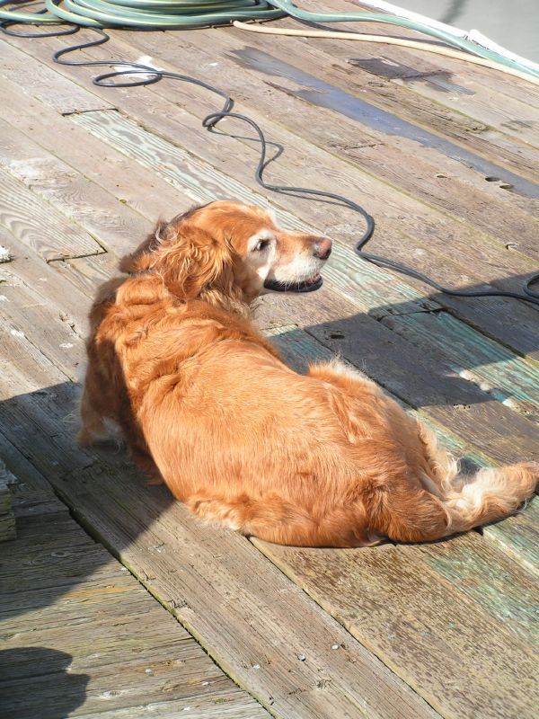 Teak supervises