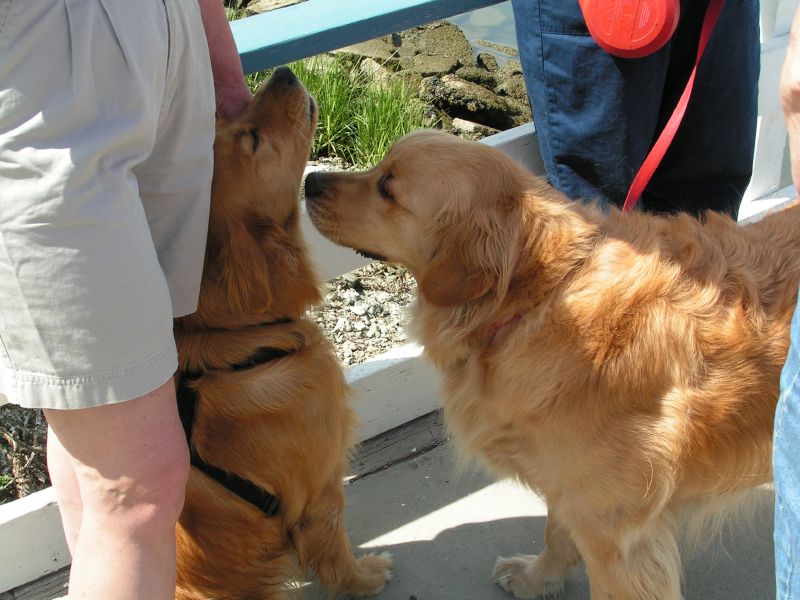 Cruiser says Hi to Tucker