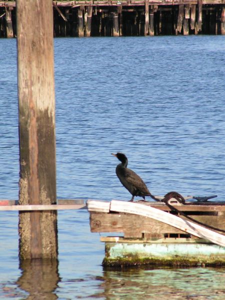 dock pooper ...