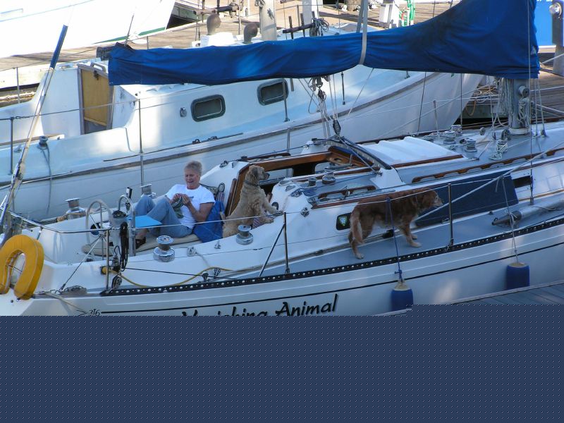 The Dog Watch?
