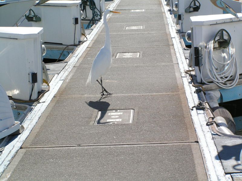 Great Egret is ...