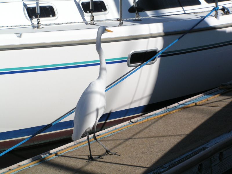 dock master.