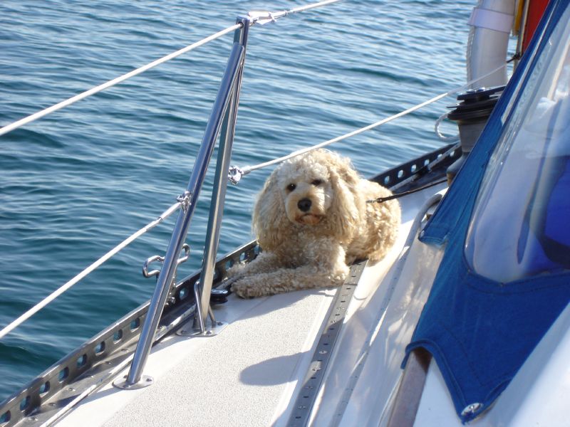 Sammy<BR>Tom & Carol Embertson<BR><I>Andiamo</I><BR>Apostle Islands of Lake Superior