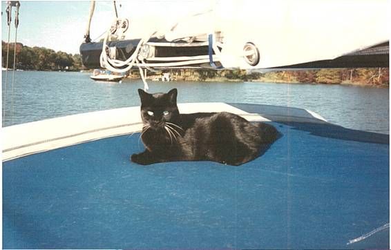 Arabella<BR>John & Prtricia Hamlet<BR><I>Charisma</I><BR>Rock Hall, MD<BR>We recently lost this I-36 sailor after <BR>18 1/2 years. She loved to sleep <BR>in the folds of the mainsail in the evening.