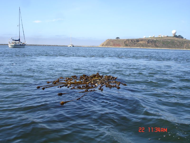 Kelp