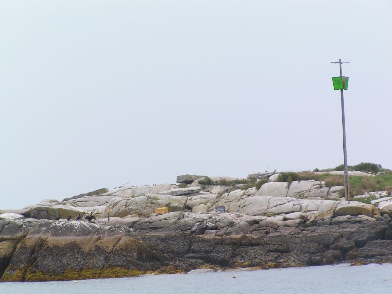 Cormorants, but no Puffins