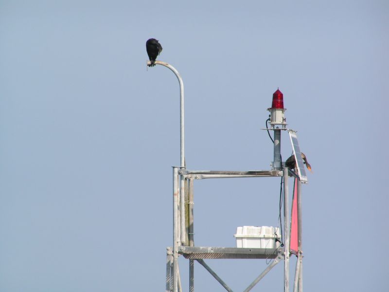 lazy cormorants!