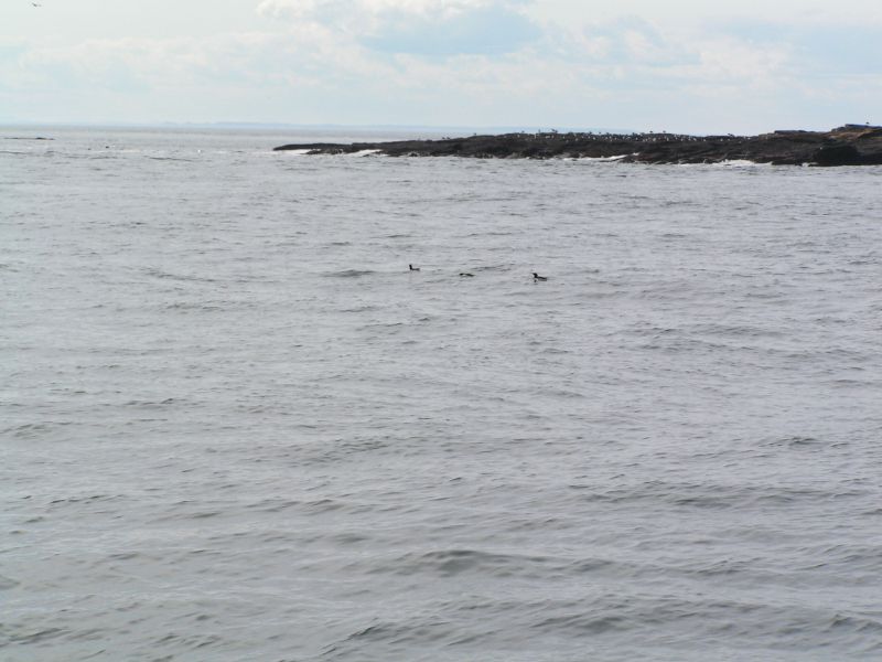 razorbills ...