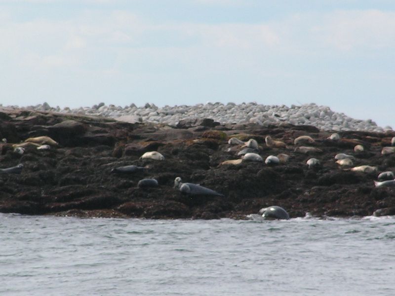 seals ...