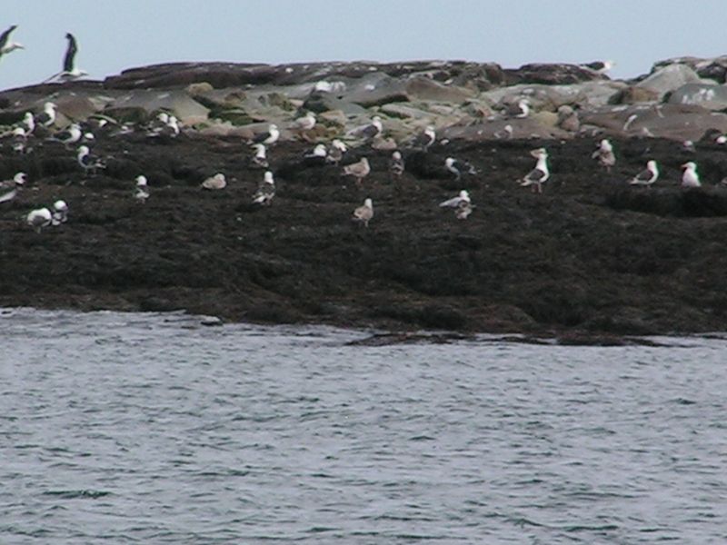 plenty of gulls ...