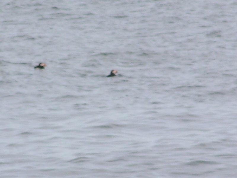 puffins ...