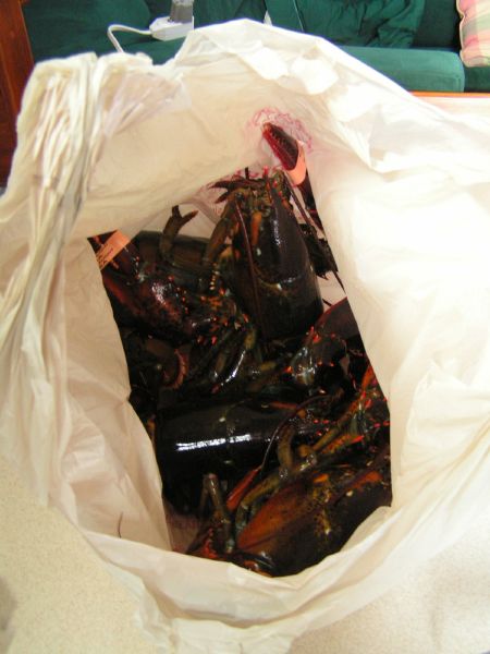 Bag-o-lobsters