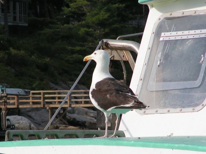 Herring gull