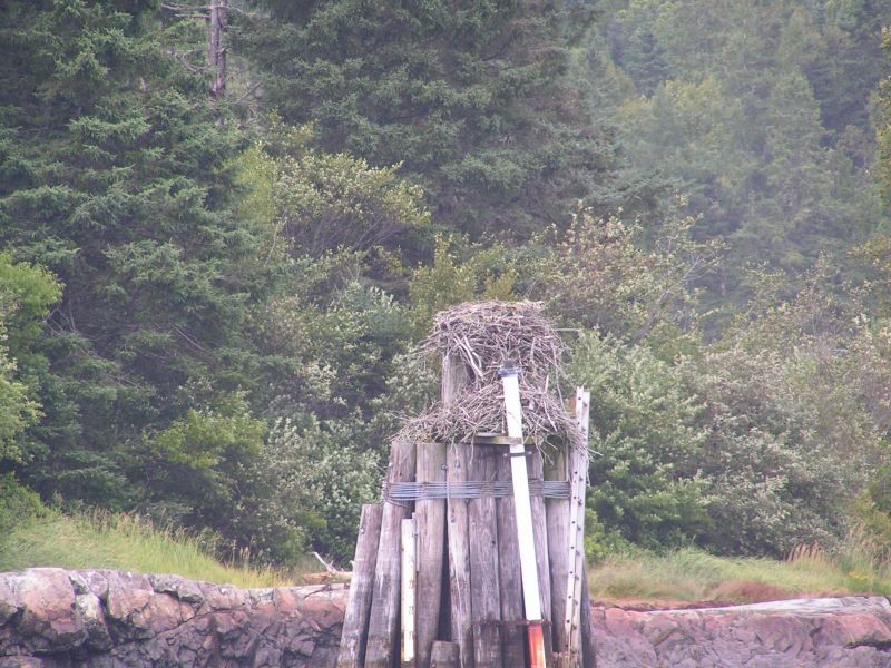 Osprey nest & ...