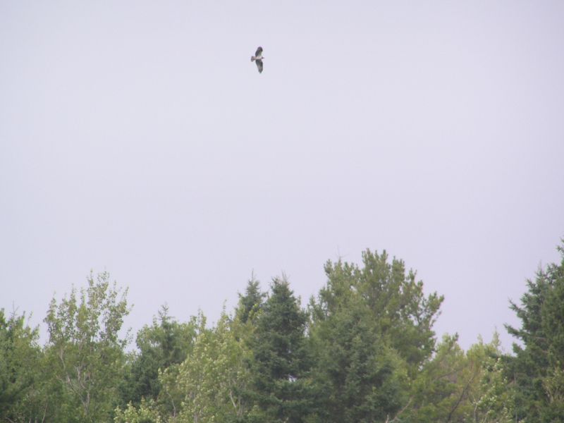 osprey.