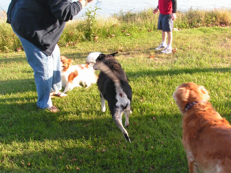 Happy dogs ...