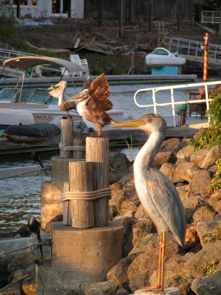 Shore birds