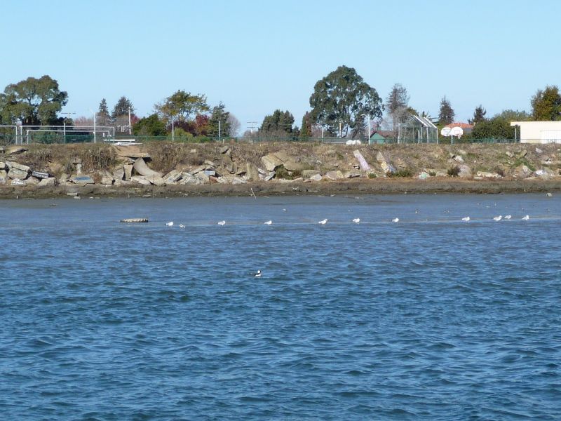 Gulls are walking ...