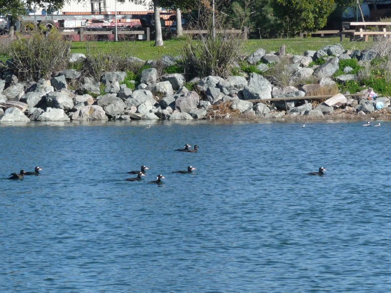 Surf Scoters ...