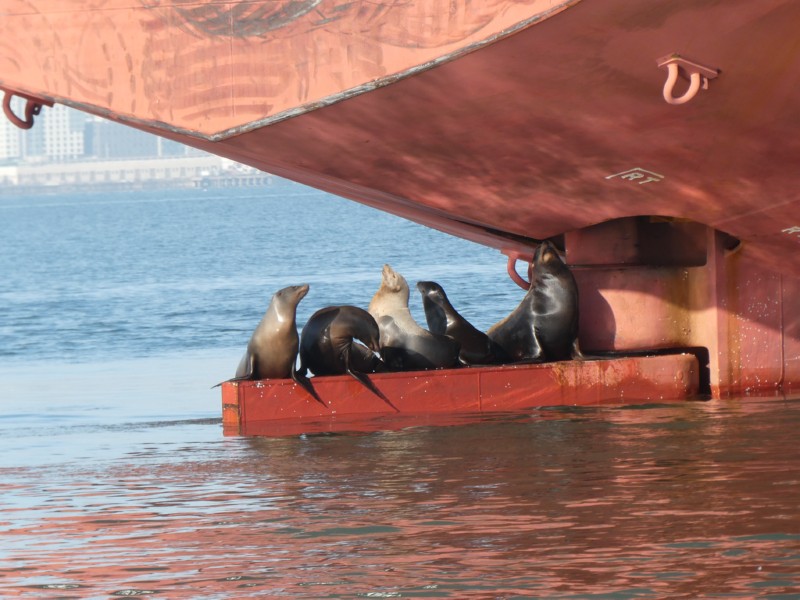 has 5 hitchhikers!