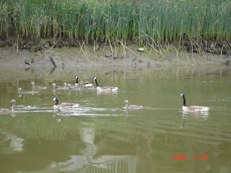 Swan fleet