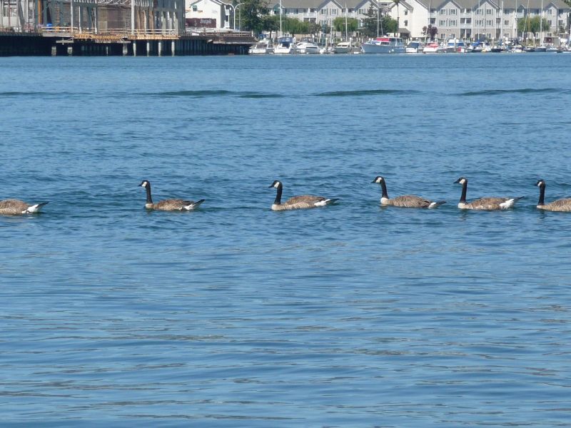 Geese parade.