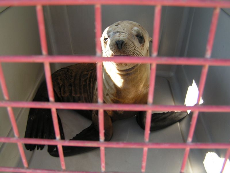 Marine Mammal Center ..