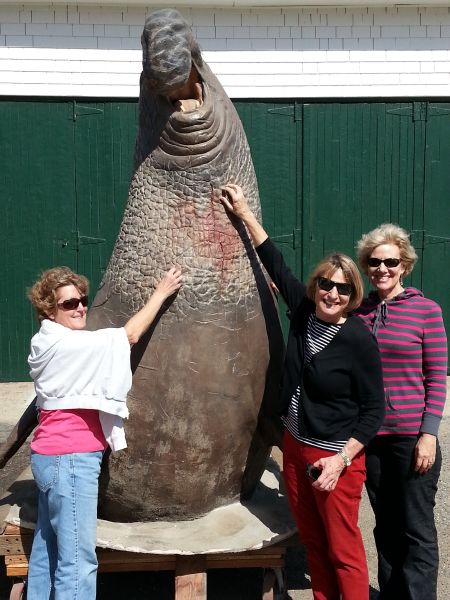 Elephant seal attracts.