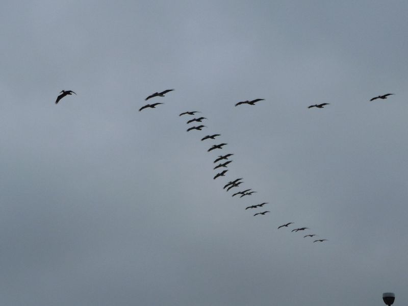 Morning pelicans