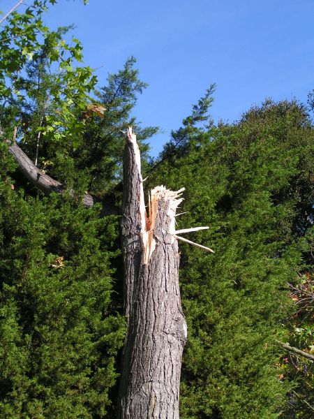 Remaining trunk