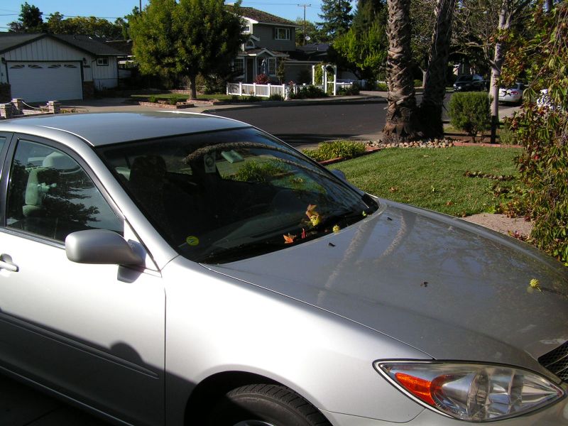 Only debris on car