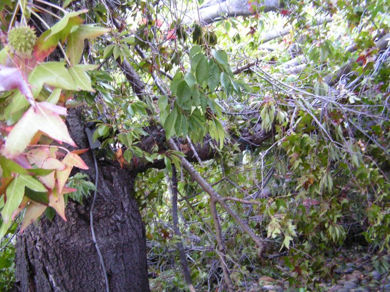 Trunk of cherry &<BR>broken branch