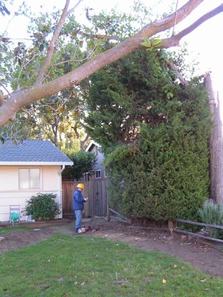 Sizing up the cypress