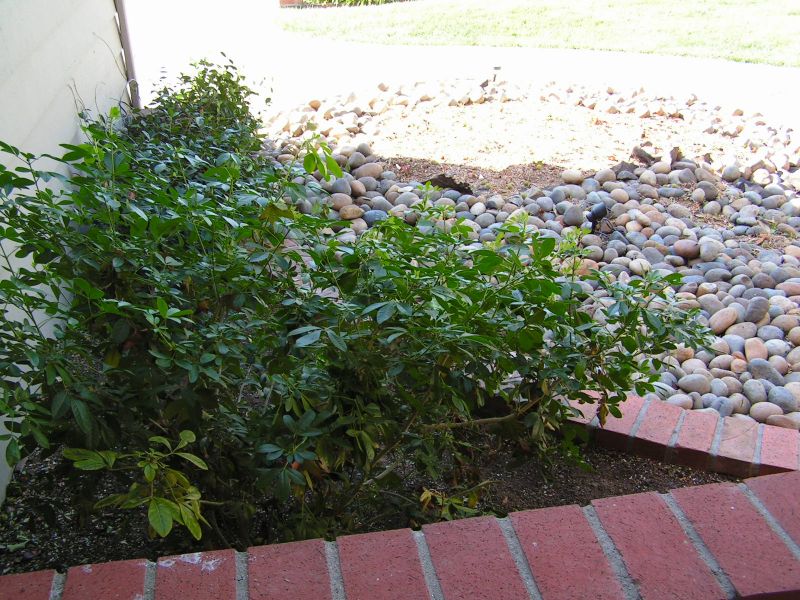 Mock orange OK