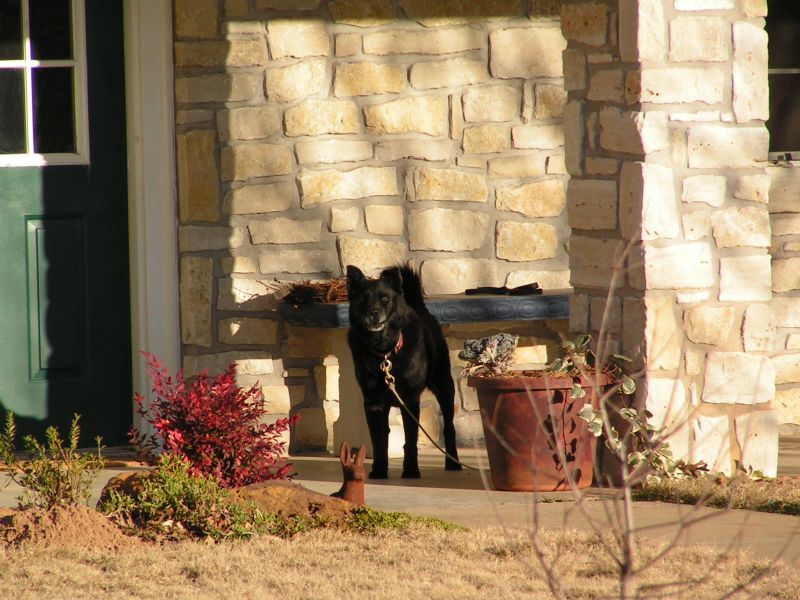 Zigi on guard.