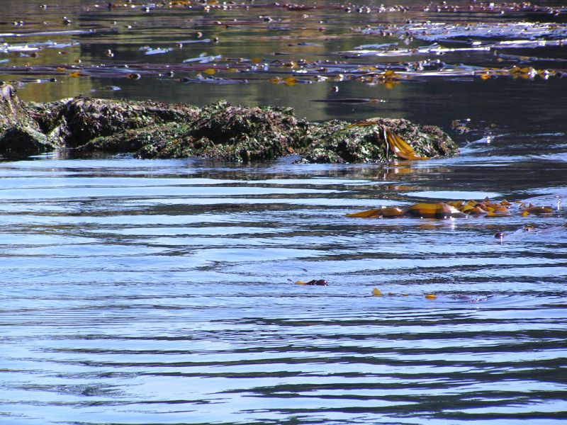 rocks, kelp, ...