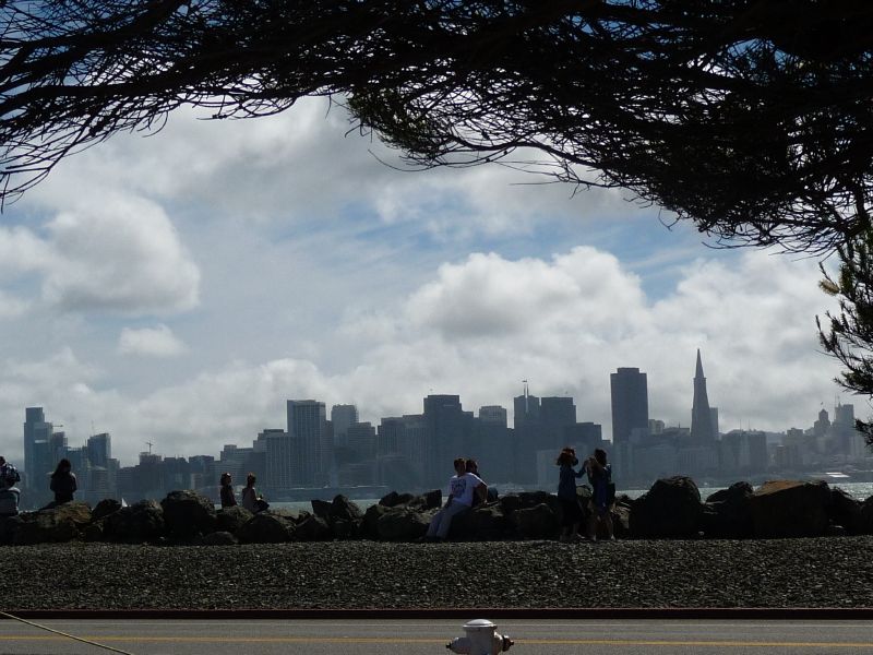 Tree & City Front ...