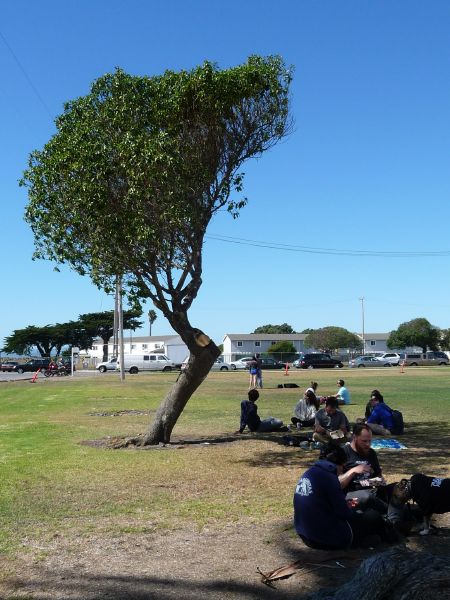 Tree shelters ...